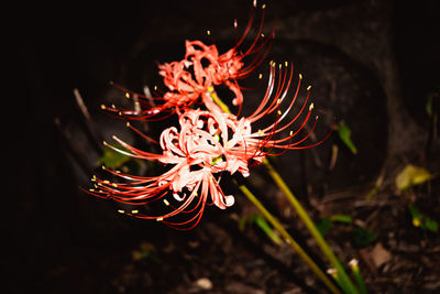 Close-up of red rose flower on land