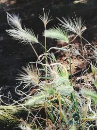 Close-up of succulent plant on field