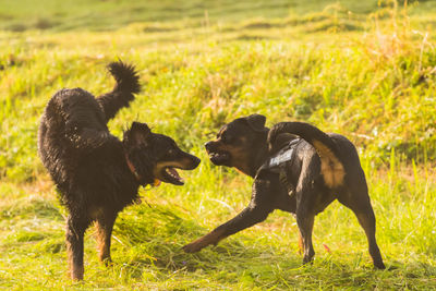 Dogs on field