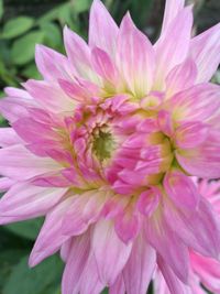 Close-up of pink dahlia blooming outdoors