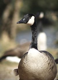 Close-up of a bird