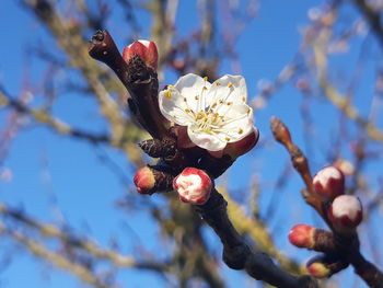 Low angle view of cherry blossom