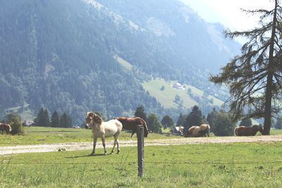 Horses in a field