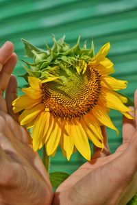 Close-up of hand holding sunflower