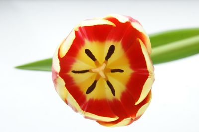 Close-up of orange over white background