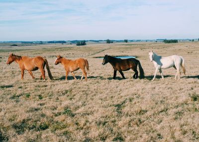 Horses grazing on field against sky
