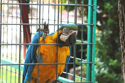 Close-up of parrot in cage