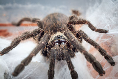 tarantula