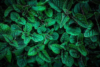 Full frame shot of fresh green leaves