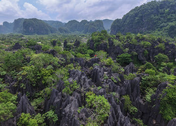 Scenic view of forest against sky