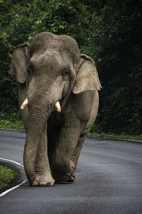 View of elephant on road