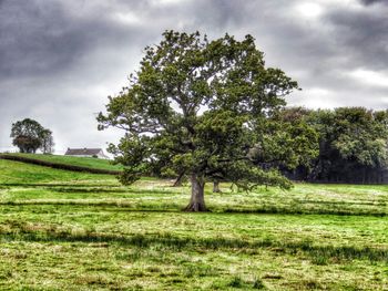 Trees on grassy field against cloudy sky