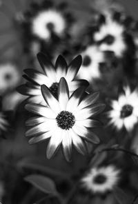 Close-up of daisy flower