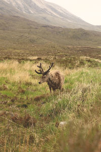 View of deer on field