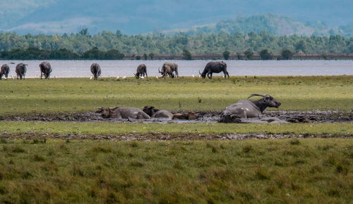 Horses in a field