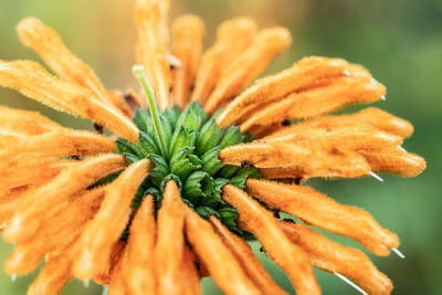 Close-up of orange flower