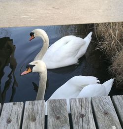 Swans on lake