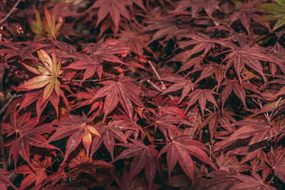 Full frame shot of maple leaves during autumn