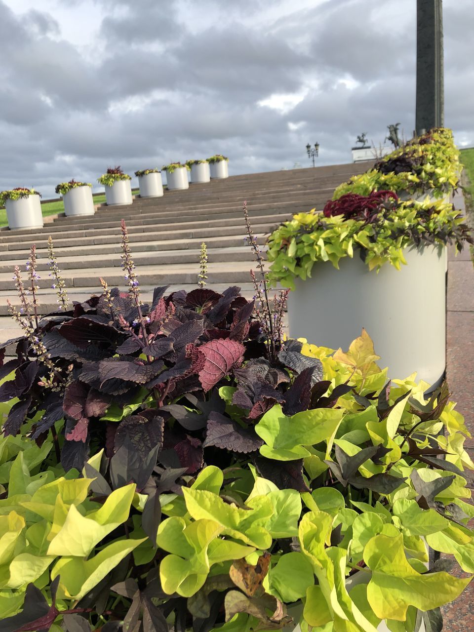 CLOSE-UP OF PURPLE FLOWERING PLANT AGAINST SKY