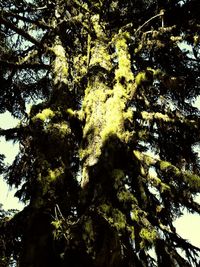 Low angle view of tree in forest