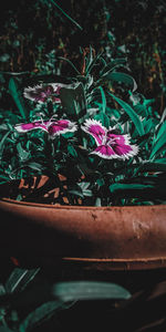 Close-up of potted plant