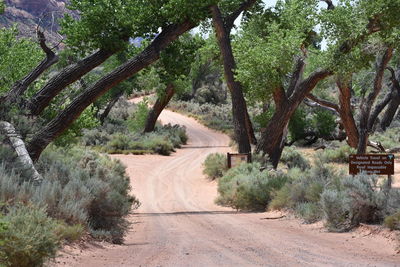 Dirt road amidst trees in desert