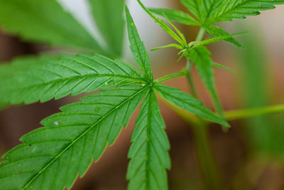 Close-up of potted plant leaves