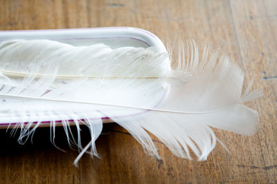 Close-up of white feather on table