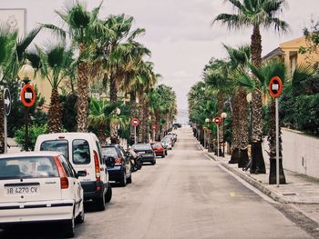 Vehicles on road along trees in city