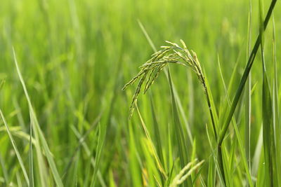 Close-up of wheat growing on field