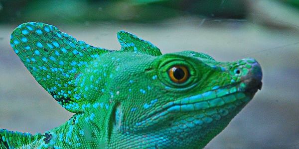 Close-up of animal head