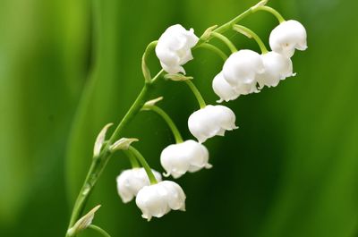 Close-up of white flowering plant