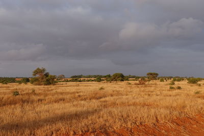 Scenic view of field against sky