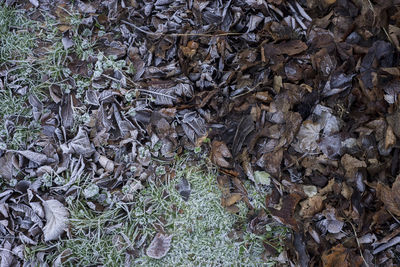 Full frame shot of plants