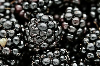 Full frame shot of wet blackberries