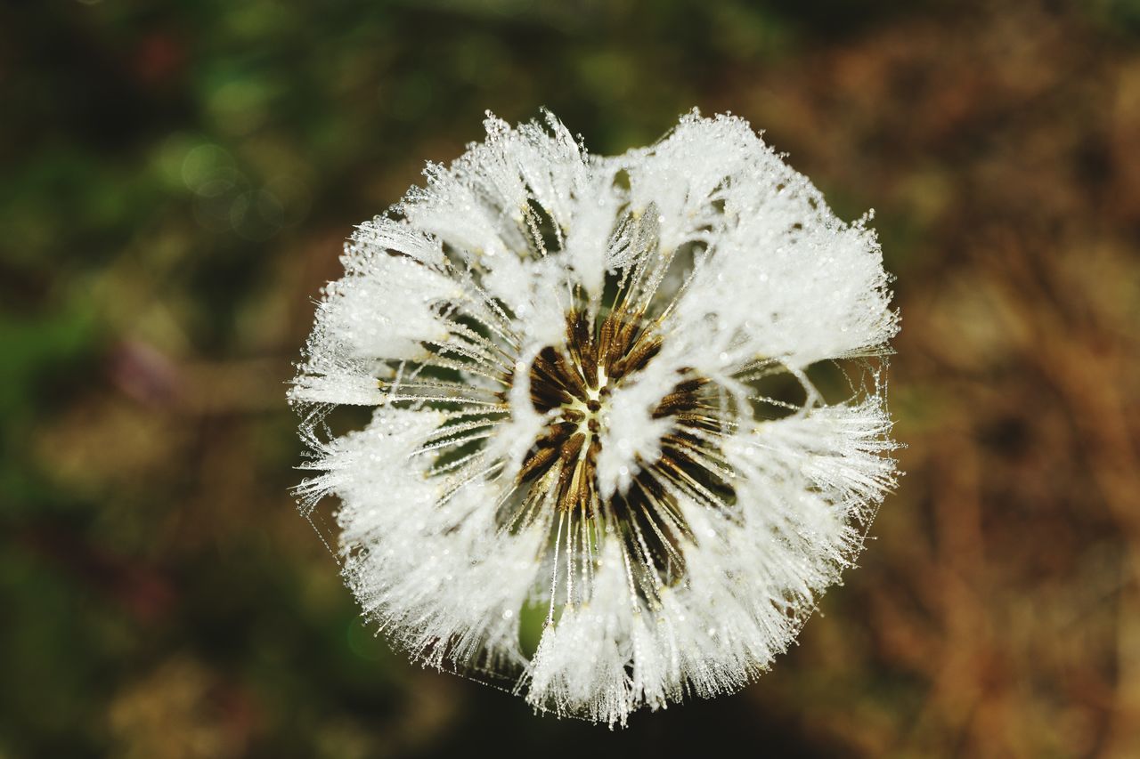 white color, focus on foreground, nature, fragility, close-up, winter, flower, outdoors, day, beauty in nature, growth, no people, flower head, freshness