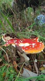 Close-up of fly agaric mushroom