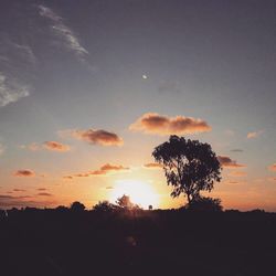 Silhouette trees against sky during sunset