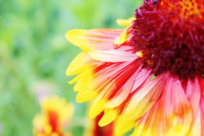 Close-up of yellow flower