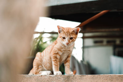 Portrait of ginger cat