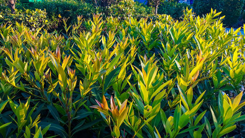 Crops growing on field