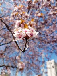 Low angle view of apple blossoms in spring