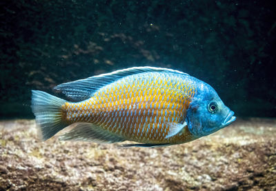 Close-up of fish swimming in sea