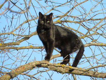 Low angle view of a cat on tree