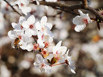 Close-up of insect on cherry blossom