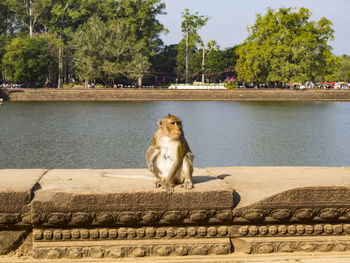 Cat sitting on retaining wall by lake