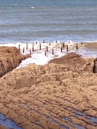 View of birds in sea