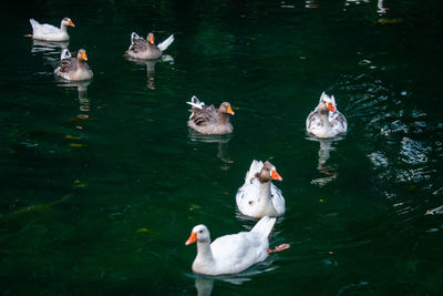 High angle view of ducks swimming in lake