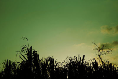 Low angle view of silhouette plants against sky during sunset