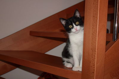 Portrait of cat sitting on wooden steps at home